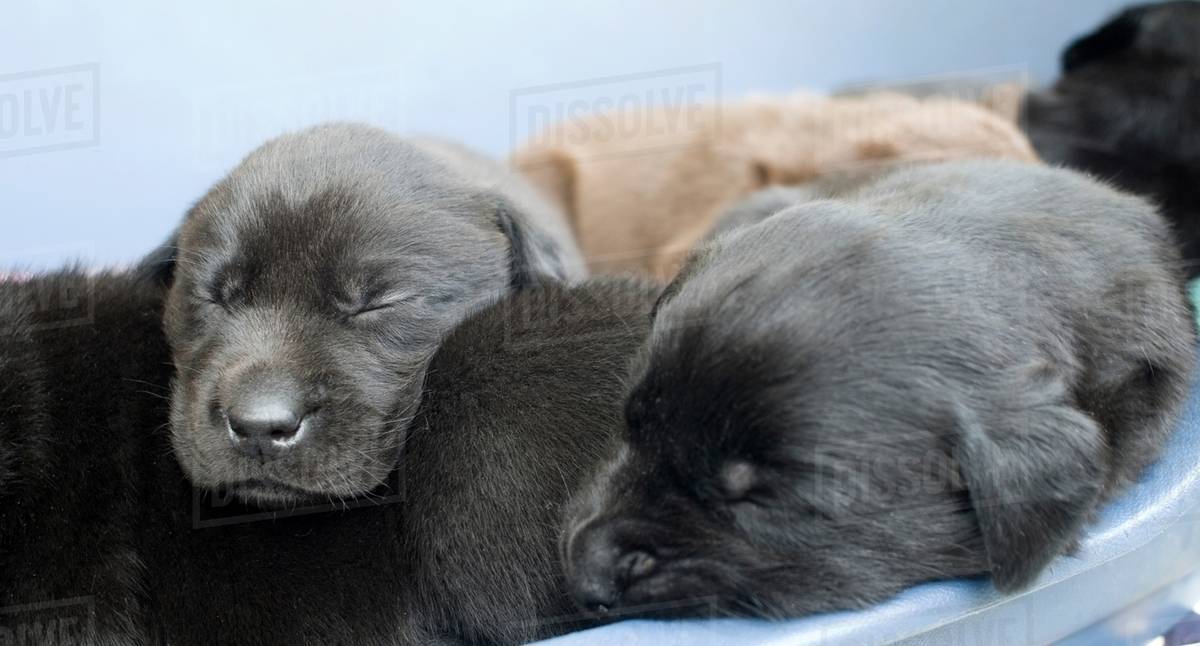 Labrador puppies sleeping in a pile Stock Photo Dissolve