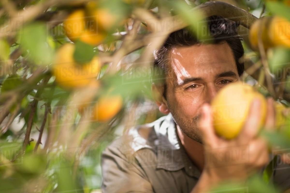 Man picking orange Stock Photo Dissolve