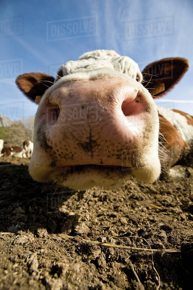 Cow’s snout, close-up - Stock Photo - Dissolve