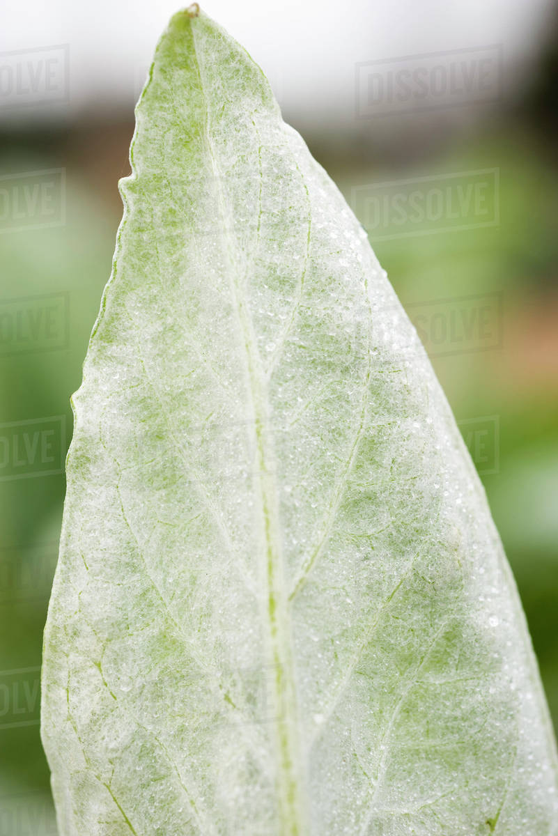Leaf Stock Photo Dissolve