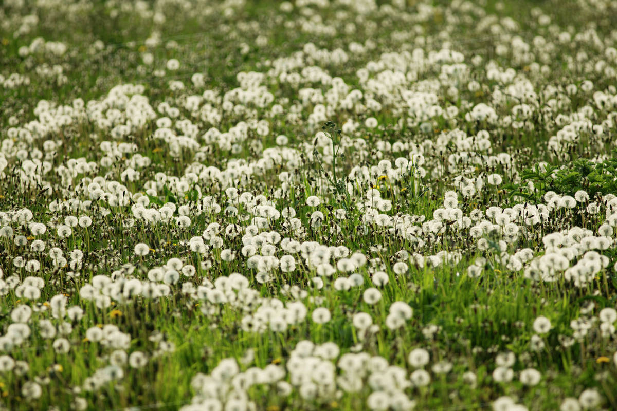 Dandelions growing in field Stock Photo Dissolve
