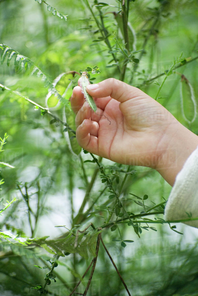 Child's hand touching pea pod growing on plant Stock Photo Dissolve