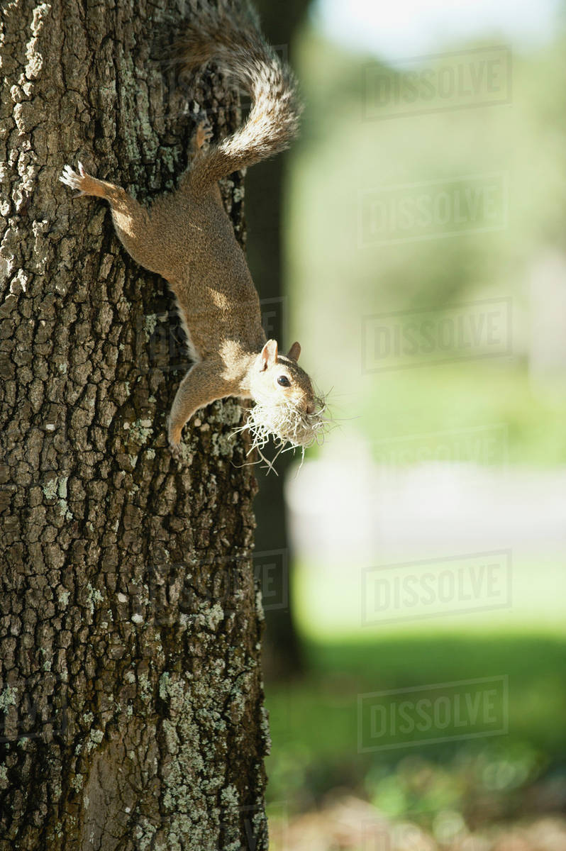 Squirrel climbing on tree Stock Photo Dissolve
