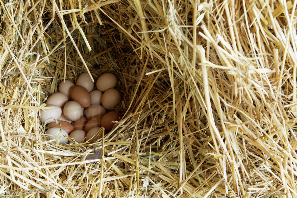 Freshly laid eggs nestled in straw Stock Photo Dissolve