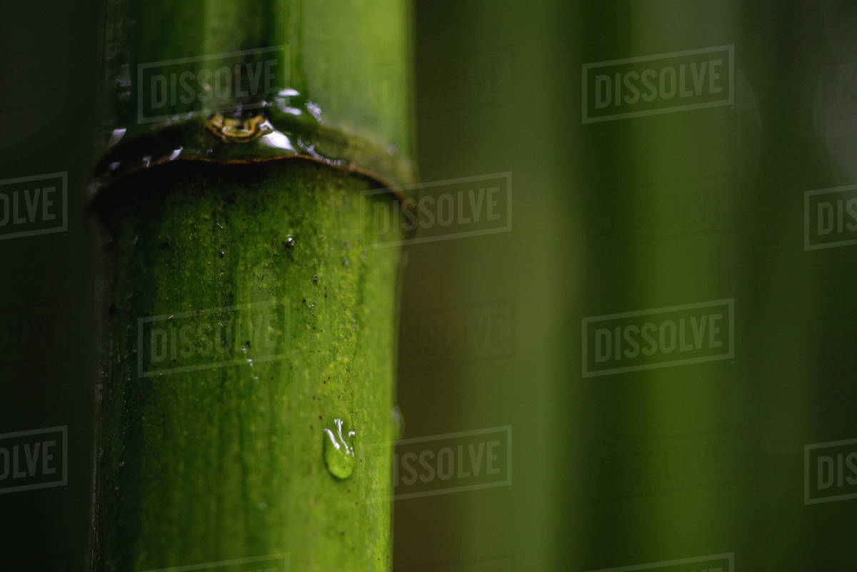 Water droplet on bamboo, closeup Stock Photo Dissolve