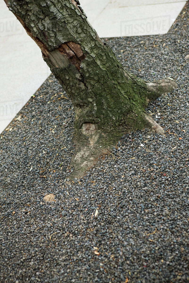 Gravel at base of tree Stock Photo Dissolve