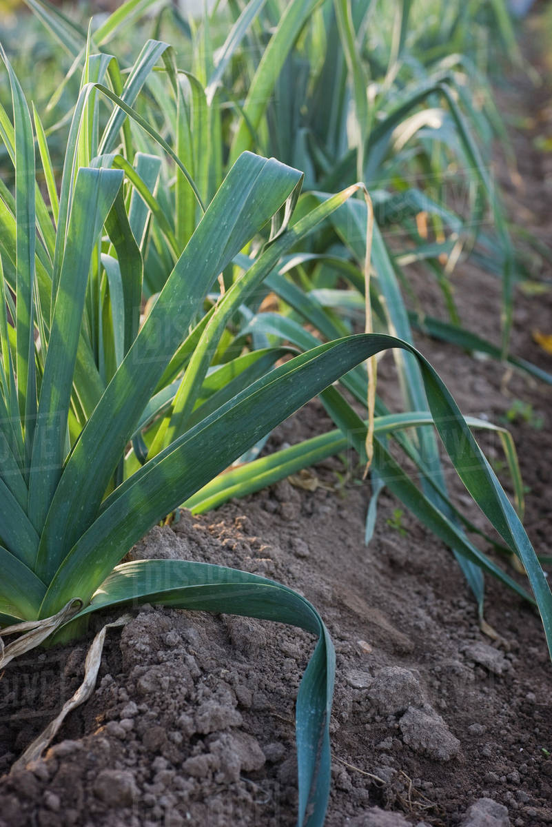 Leeks growing in soil Stock Photo Dissolve