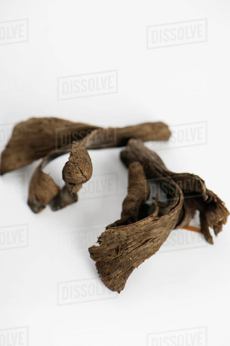 Trumpet of death mushrooms (Craterellus cornucopioides) Stock Photo Dissolve