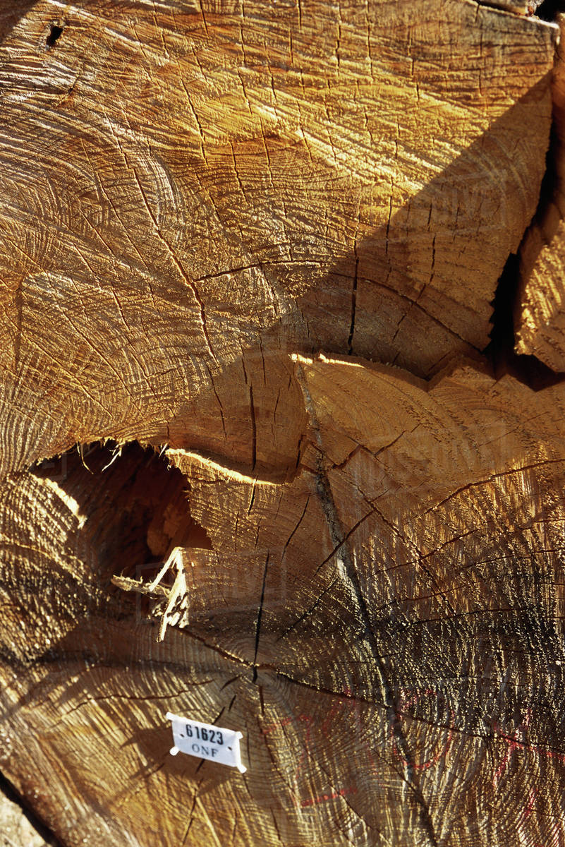 Tree stump with identification tag, extreme closeup Stock Photo