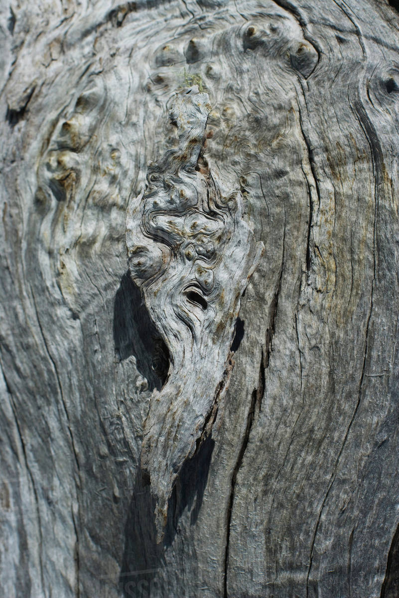 Knot in tree trunk, extreme closeup Stock Photo Dissolve