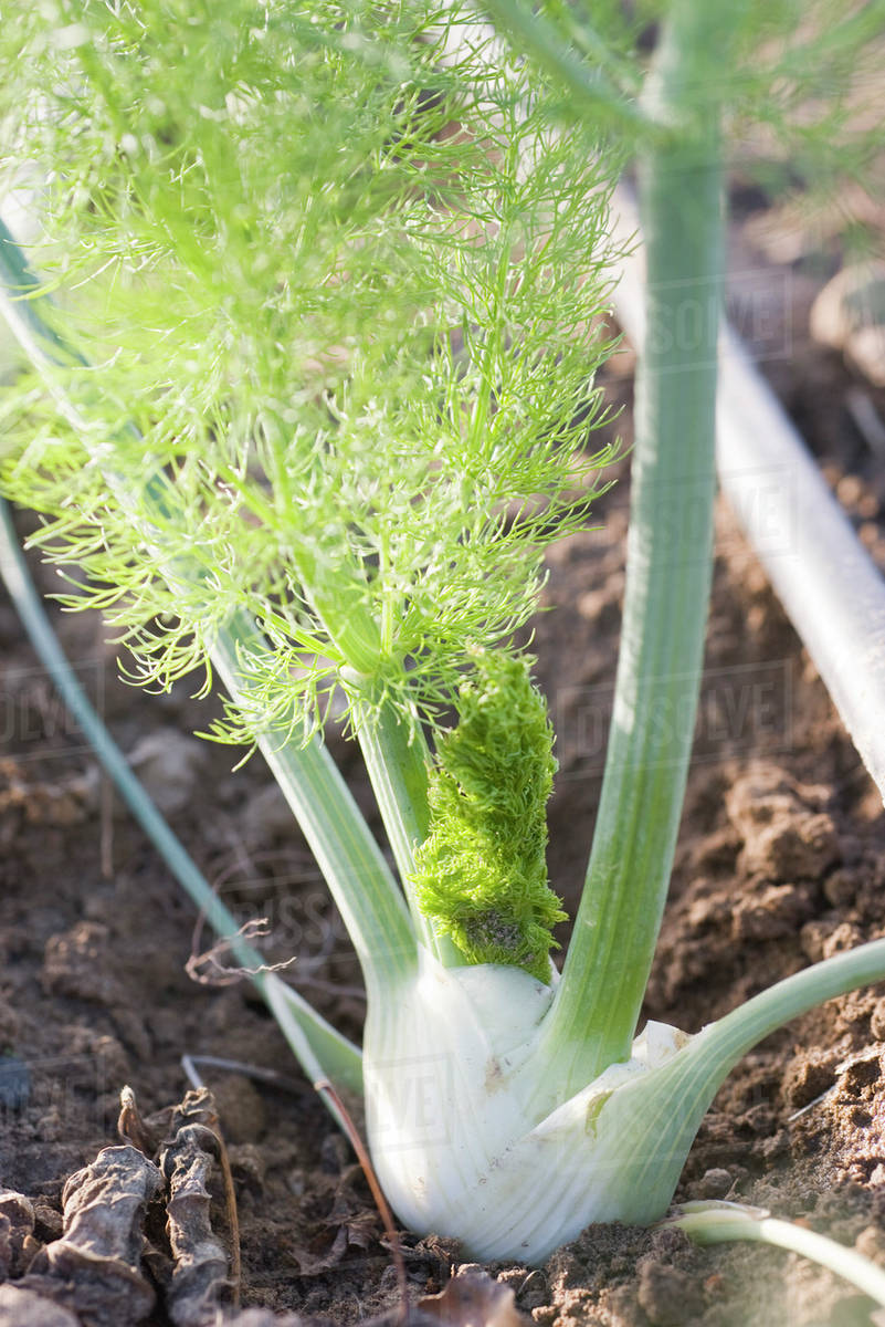 Fennel plant in a garden Stock Photo Dissolve