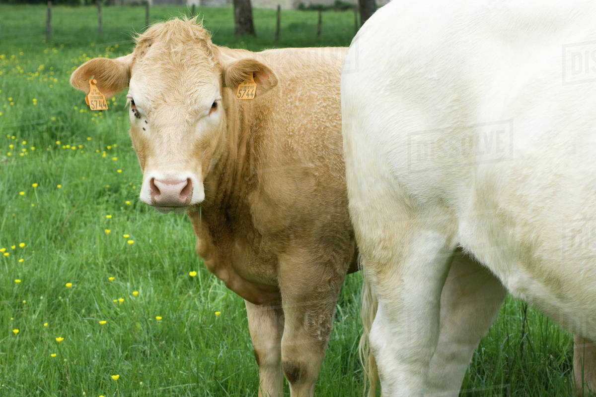 Brown Cow In Pasture With White Cow Looking At Camera Stock Photo Dissolve