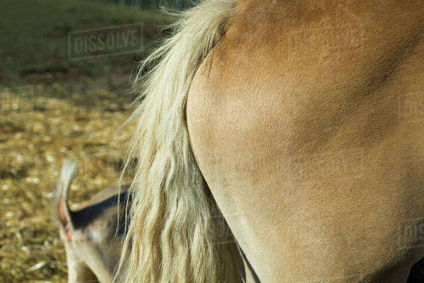 Horse's rear end and tail, side view - Royalty-free Stock Photo | Dissolve