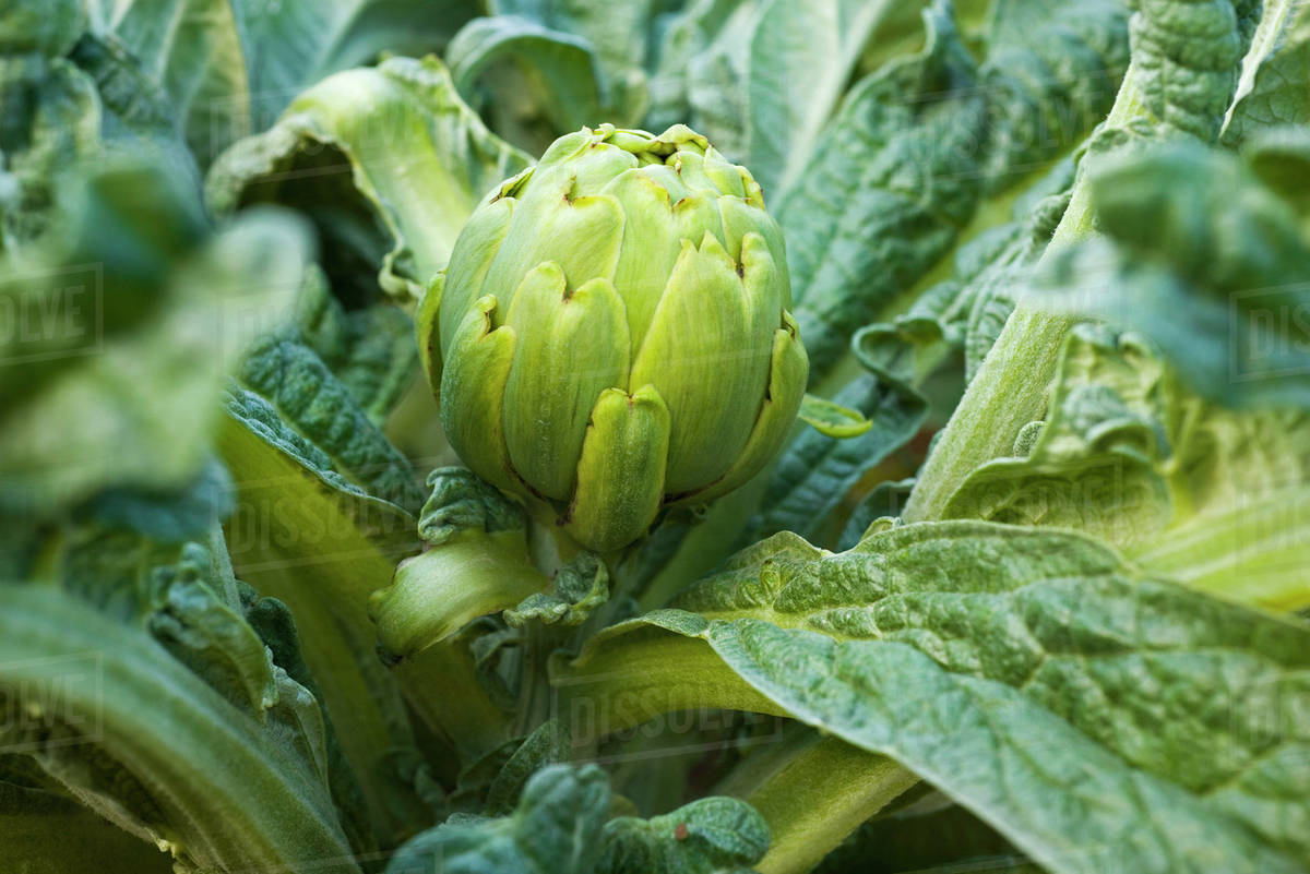 Artichoke growing in garden Stock Photo Dissolve