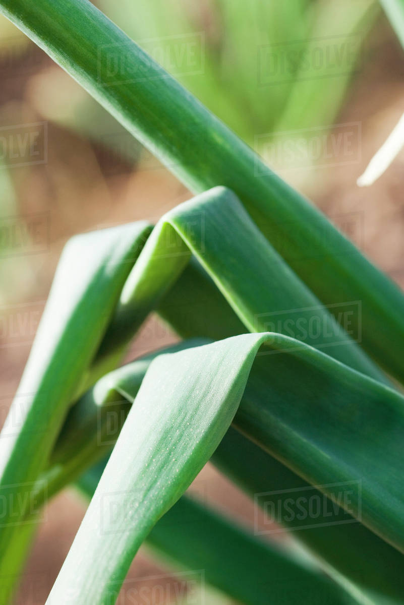 Onions stalks growing in vegetable garden, closeup Stock Photo
