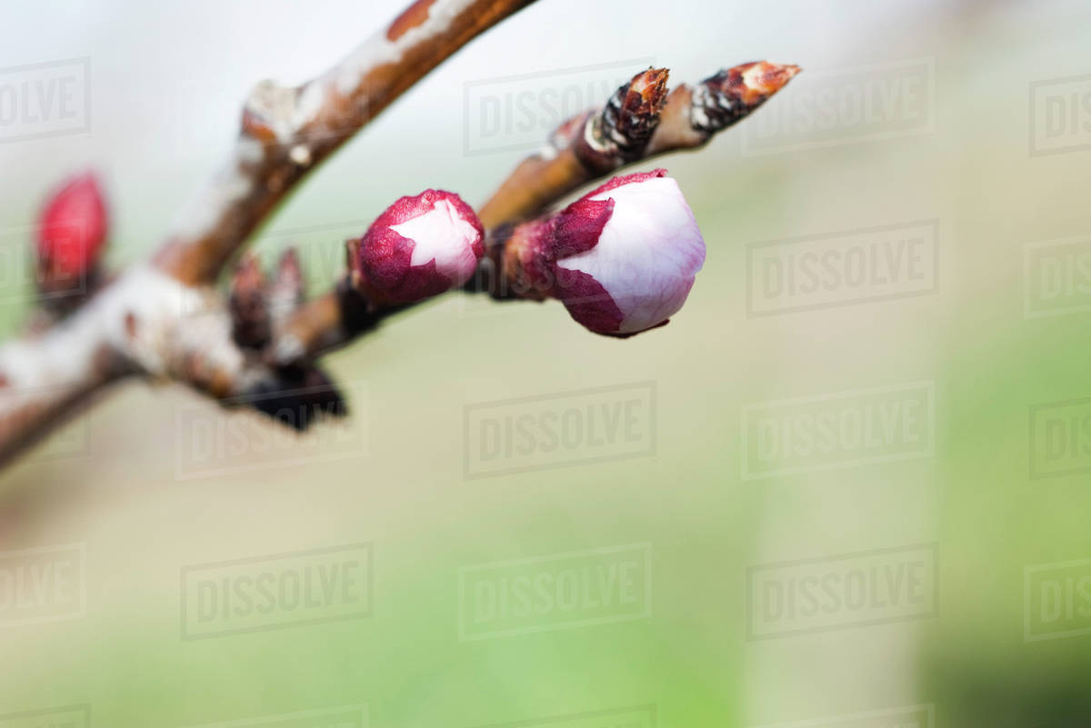Almond tree flower buds opening, closeup of branch Stock Photo Dissolve