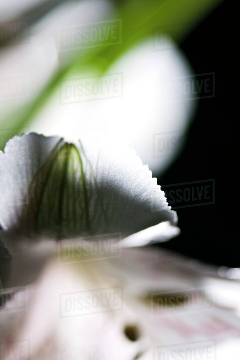 Flower petal, closeup Stock Photo Dissolve