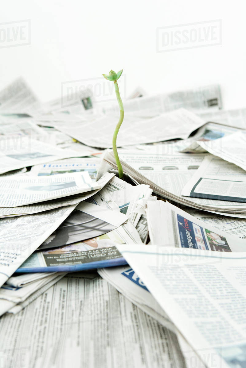 Plant growing out of pile of newspapers Stock Photo Dissolve