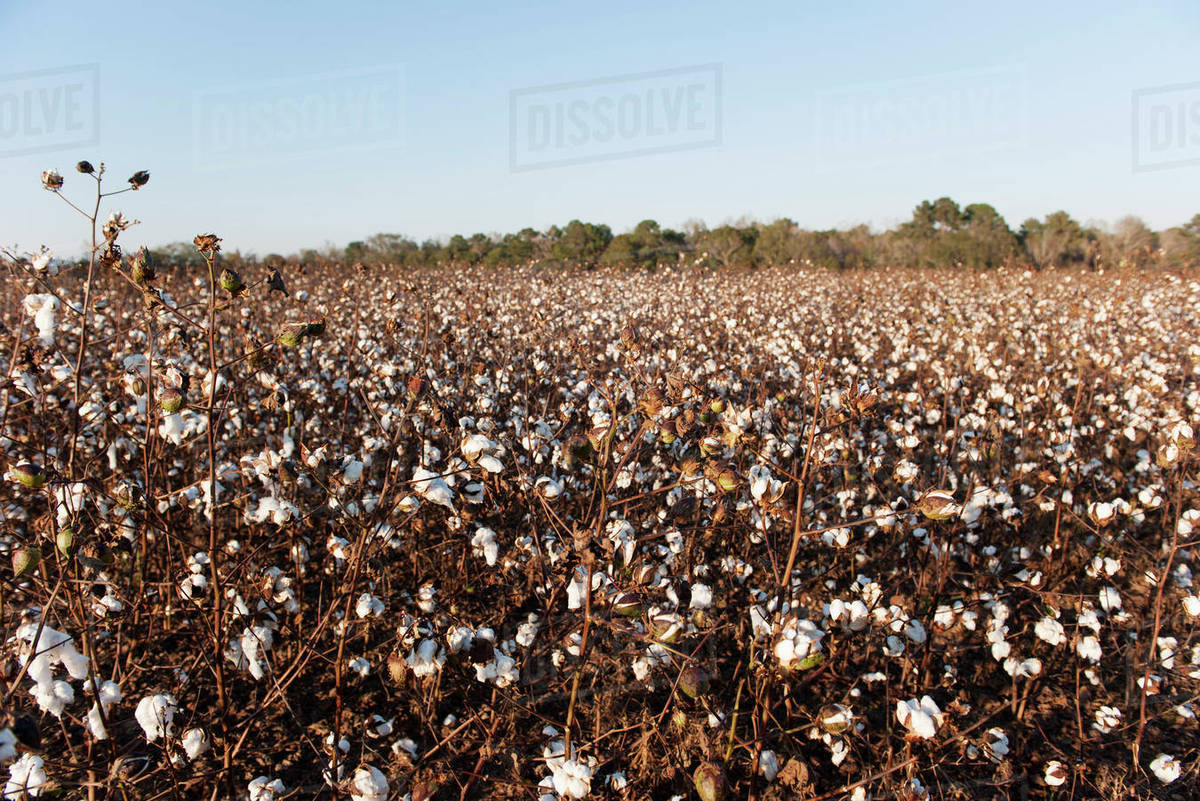 Cotton field Stock Photo Dissolve