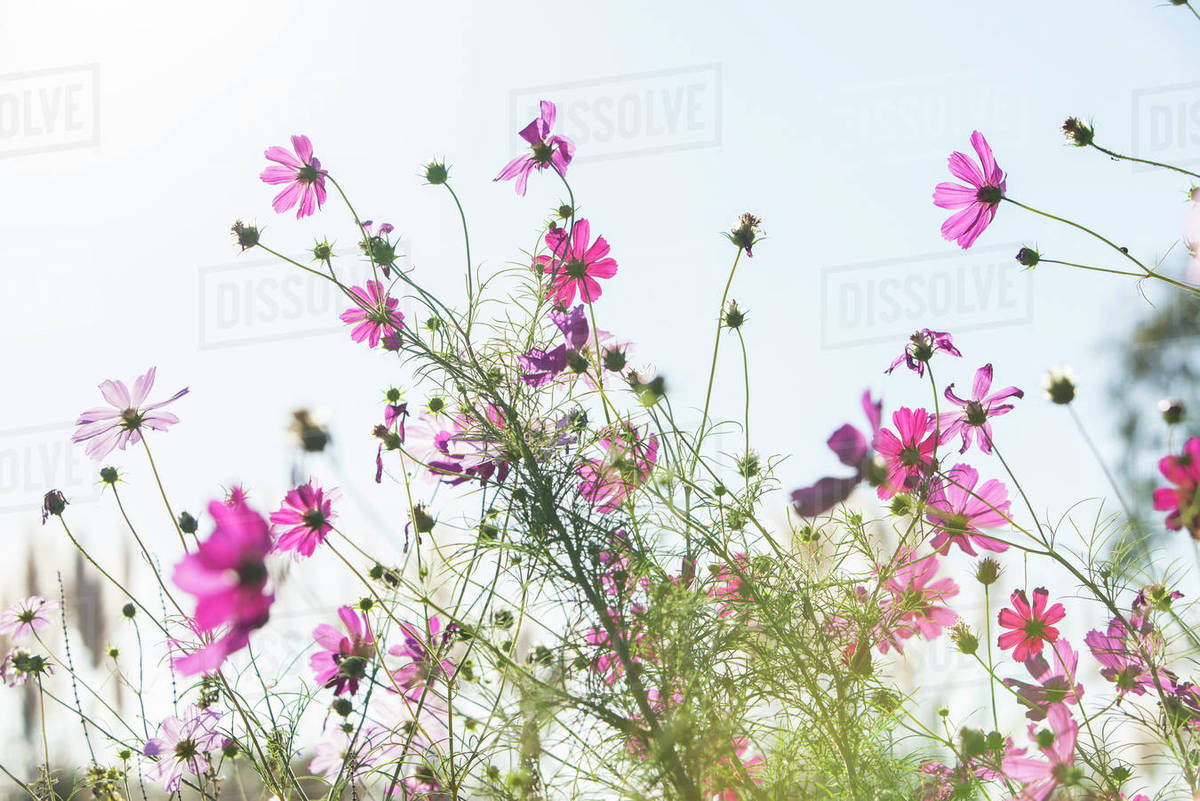 Cosmos flowers - Stock Photo - Dissolve