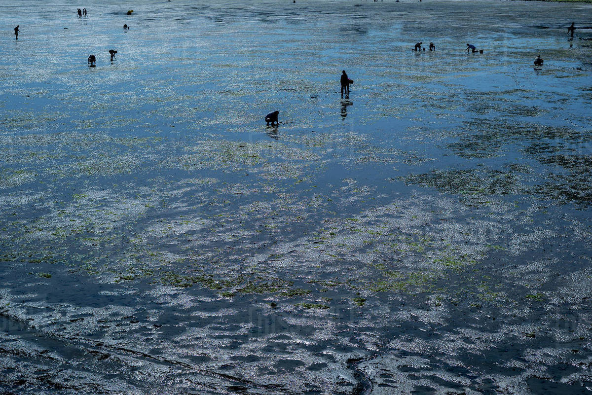 People collecting shellfish - Royalty-free Stock Photo | Dissolve