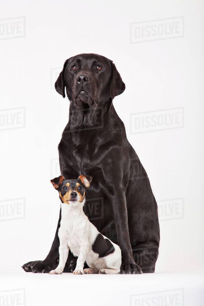 Large dog and small dog sitting together Stock Photo Dissolve