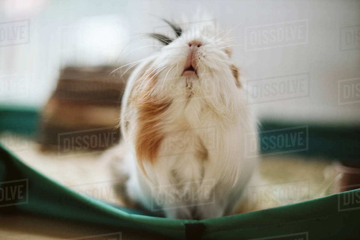 Cute Long Haired Guinea Pig Stock Photo Dissolve