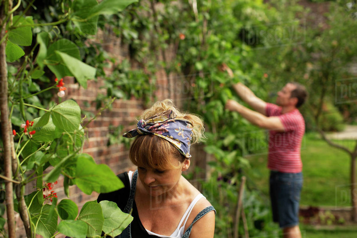 Couple pruning ivy plants growing on brick wall in garden Stock Photo