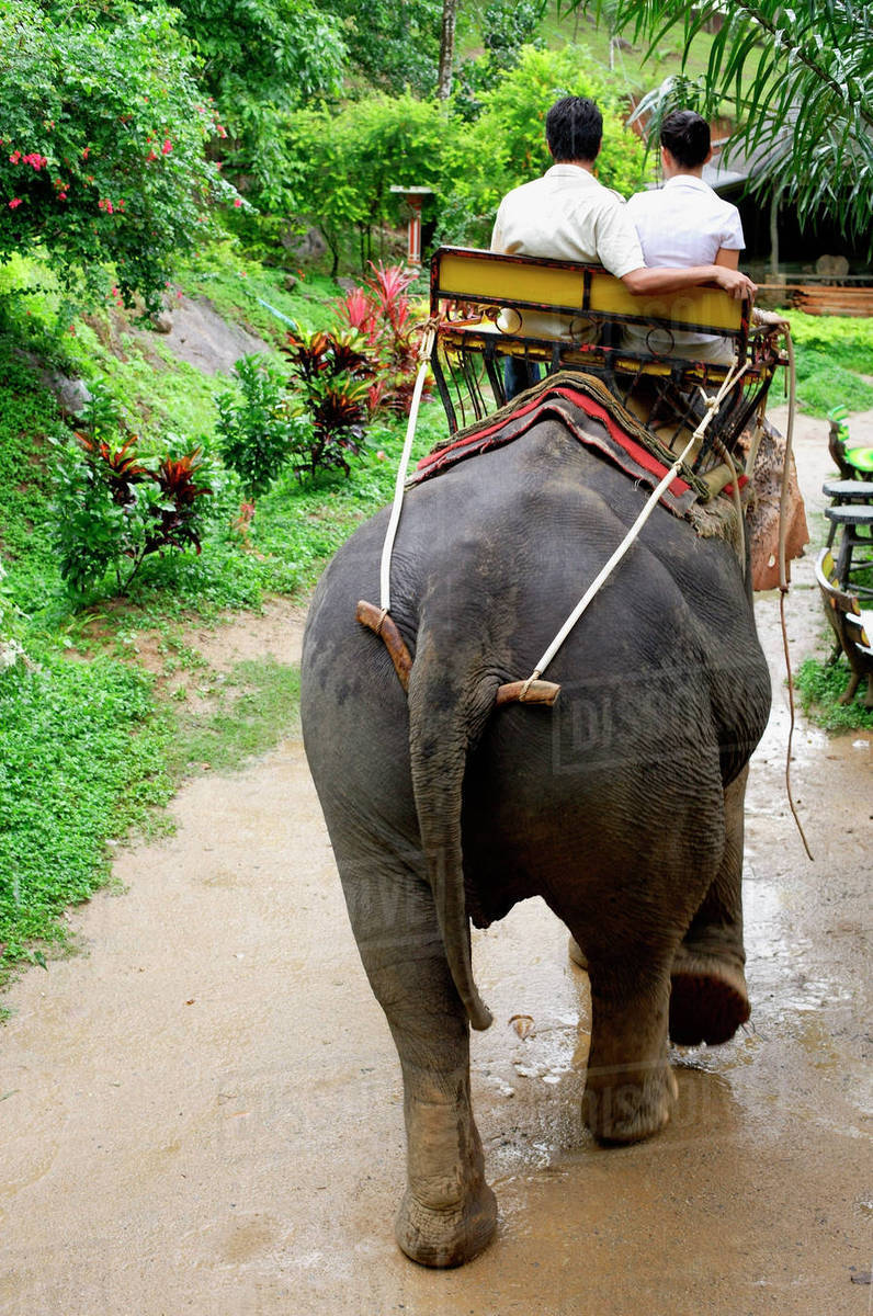 Couple riding elephant, Phuket, Thailand Stock Photo Dissolve