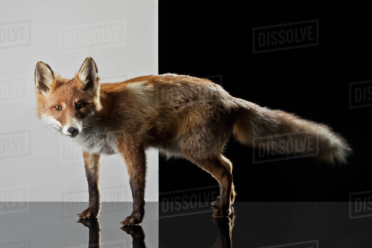 A stuffed fox - Stock Photo - Dissolve