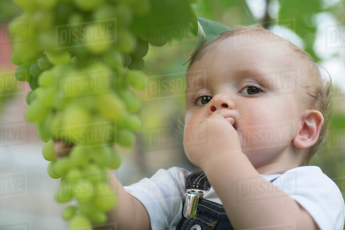 Baby tasting grapes Stock Photo Dissolve