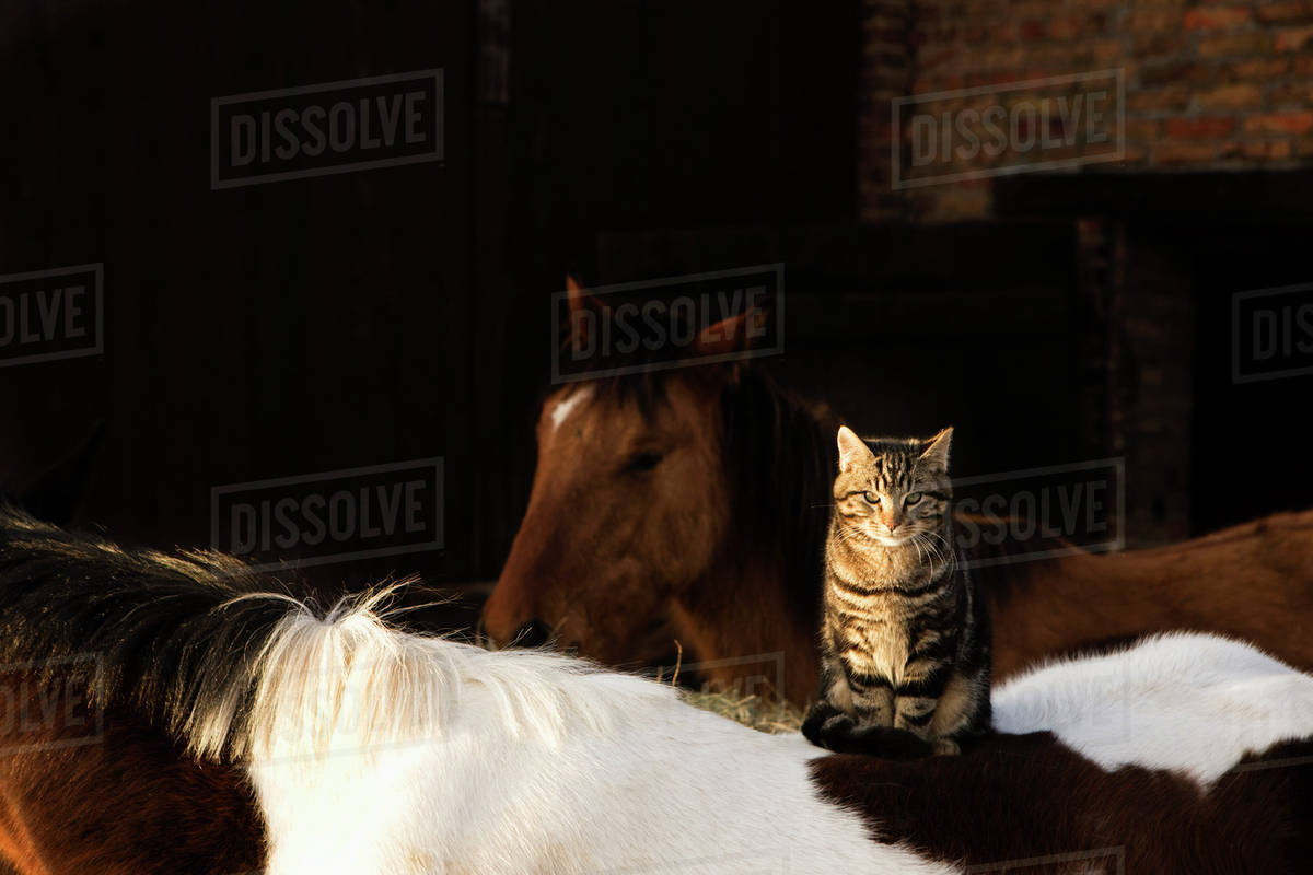 Tabby cat sitting on horse Stock Photo Dissolve