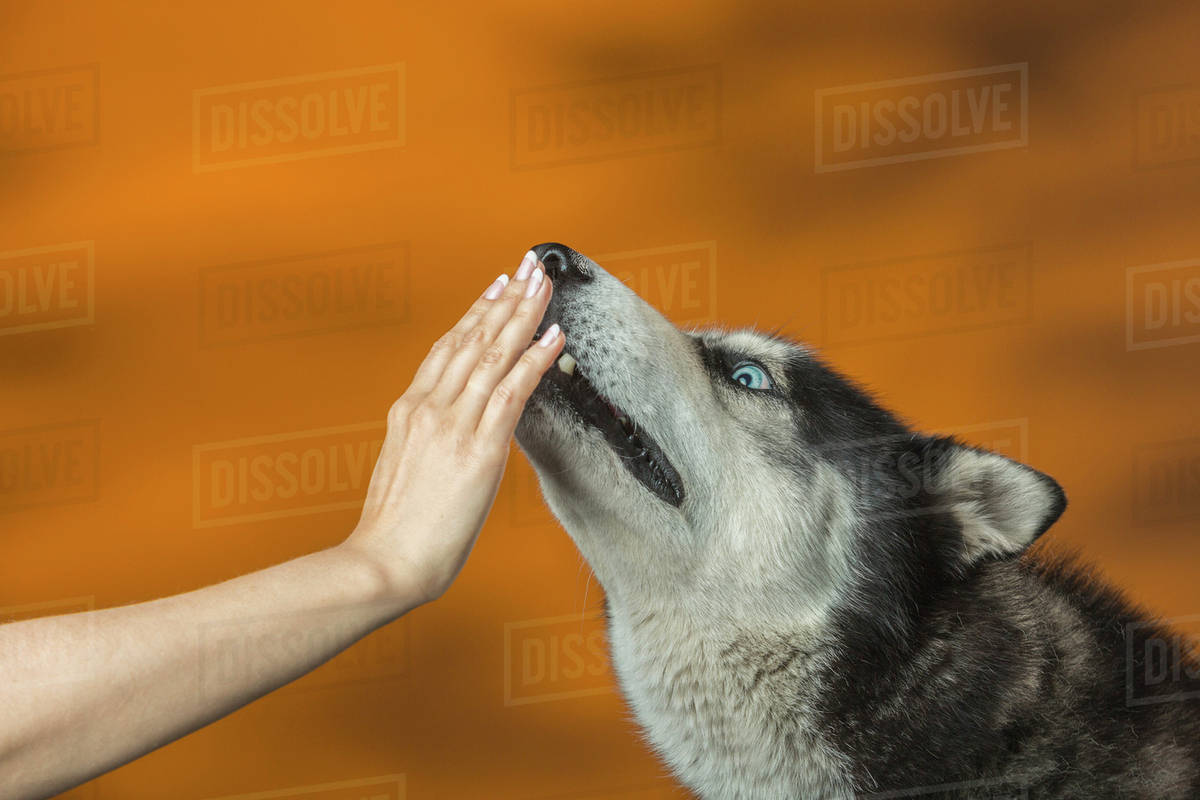 Closeup of hand touching Siberian Husky's mouth over colored