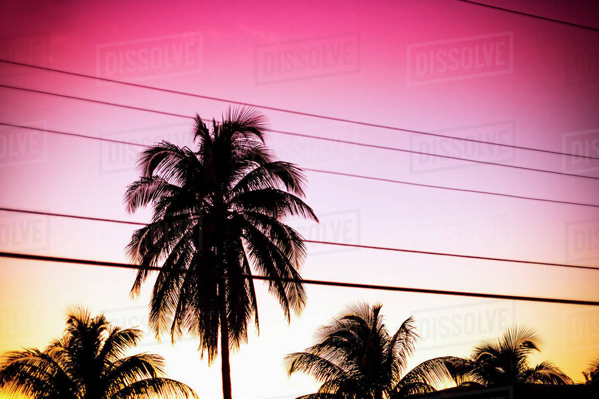 Silhouette palm trees and power lines against sky during sunset Stock