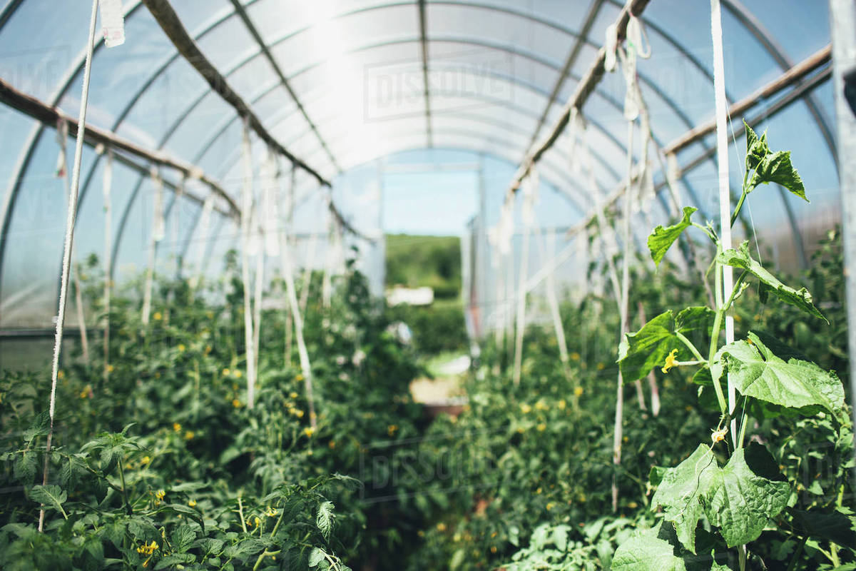 Vegetable plants growing in greenhouse Stock Photo Dissolve
