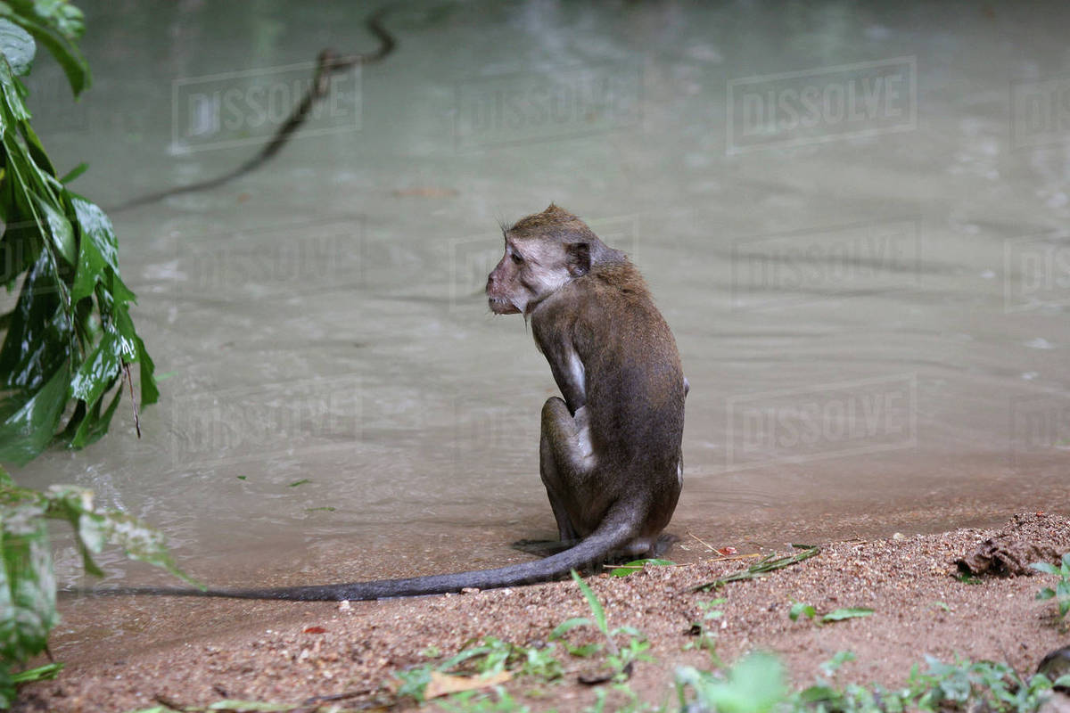 Rear view of monkey relaxing on water shore - Stock Photo - Dissolve