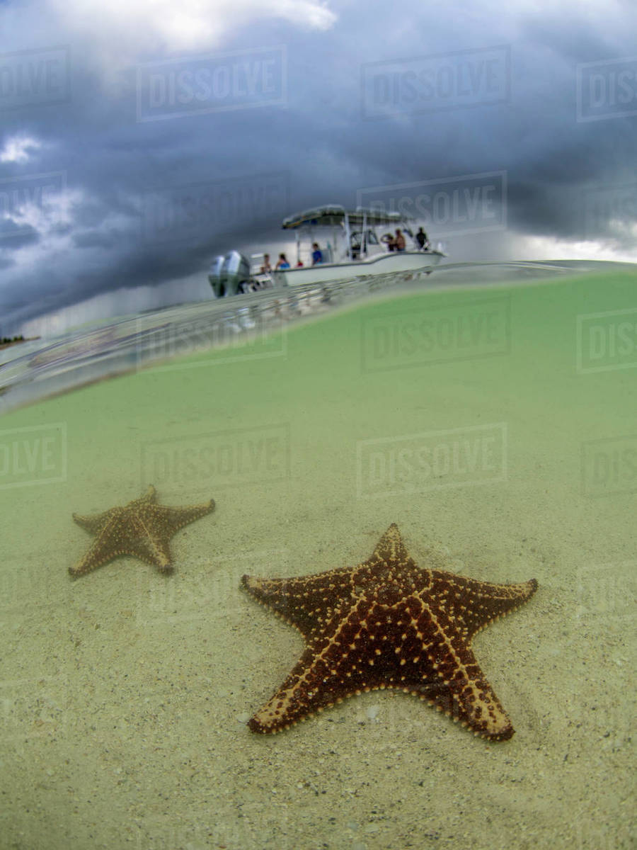 Starfish in shallow water on Starfish Beach, Grand Cayman, Cayman