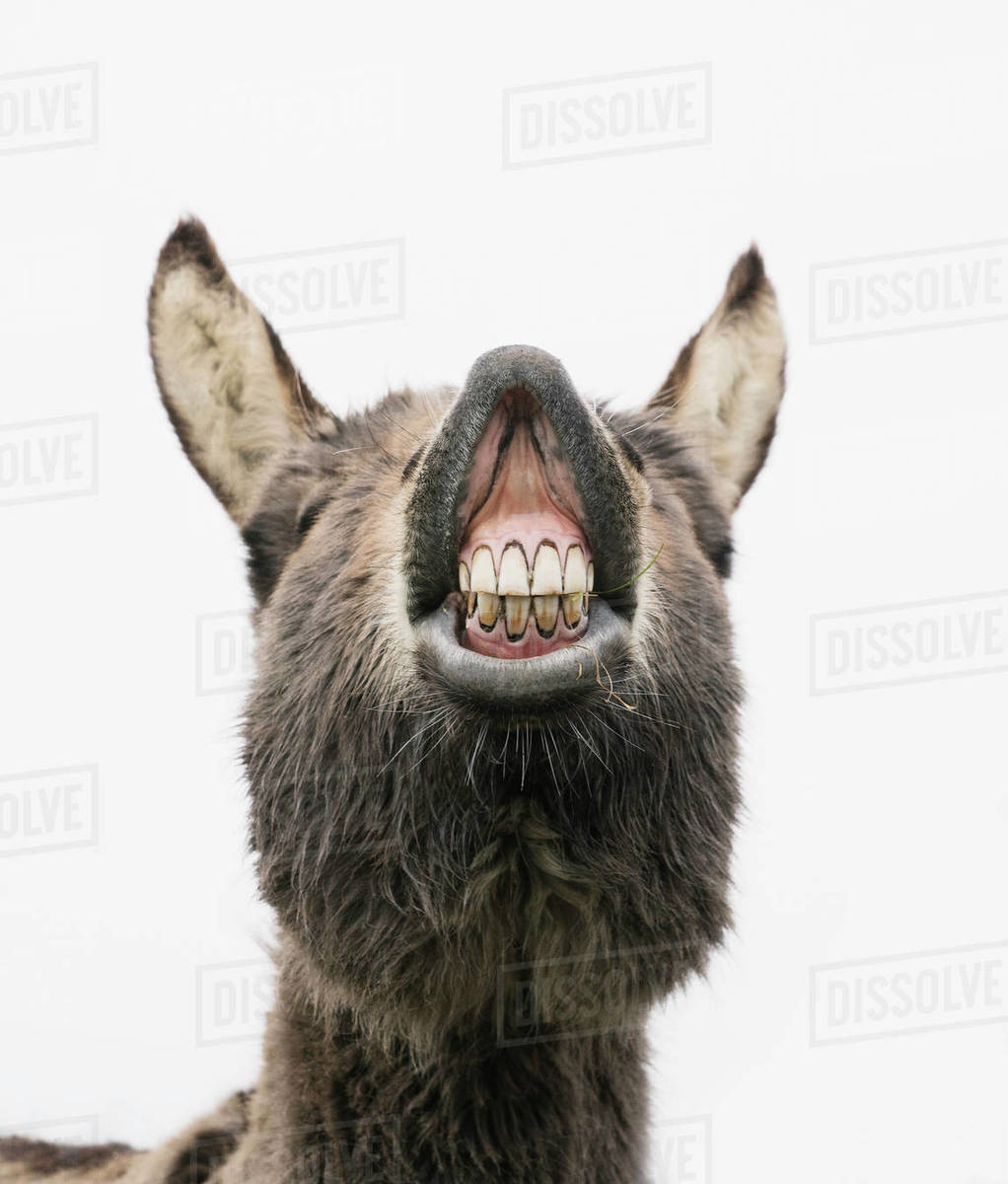 Playful donkey showing teeth Stock Photo Dissolve