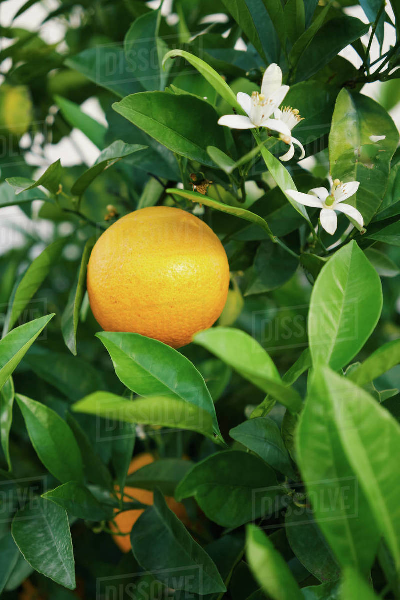 Fresh, yellow lemon growing on tree Stock Photo Dissolve