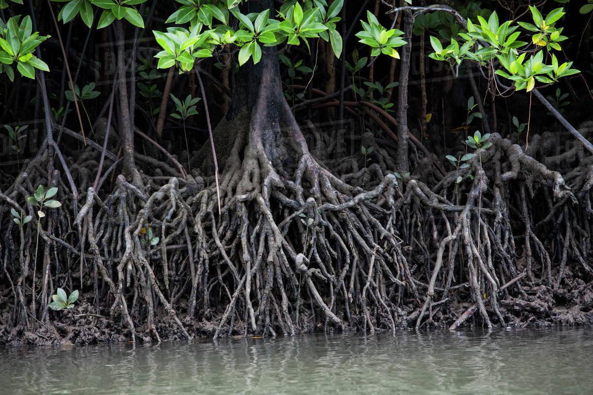 roots of mangrove trees        <h3 class=