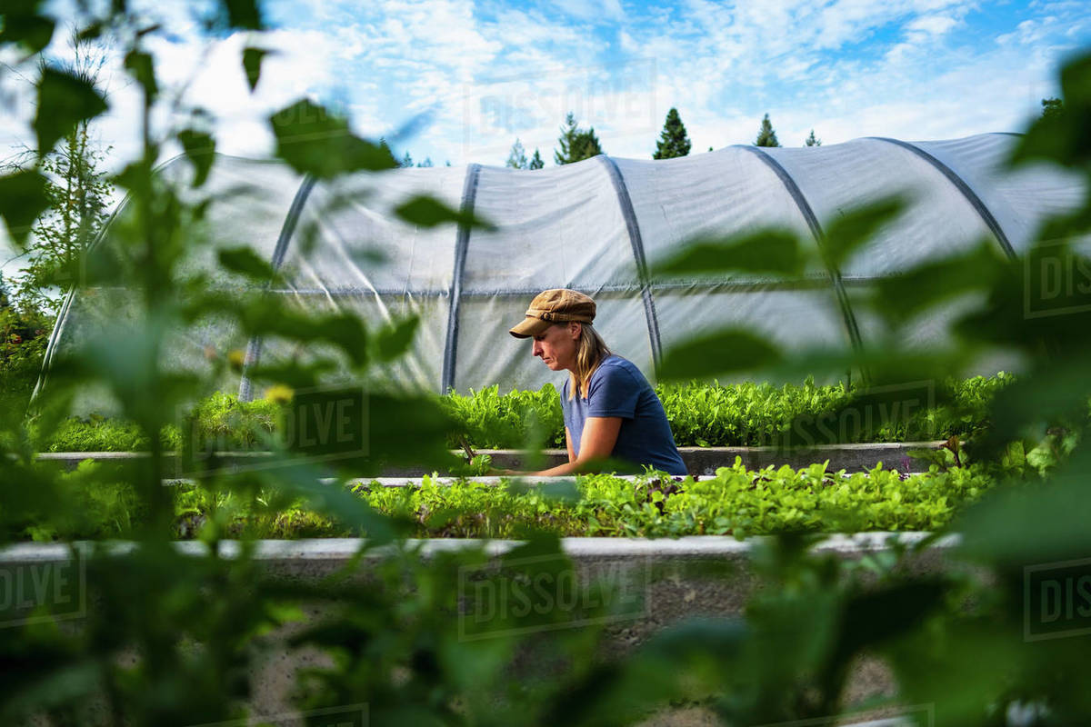 Female farmer tending to vegetable plants outside greenhouse Royalty-free stock photo