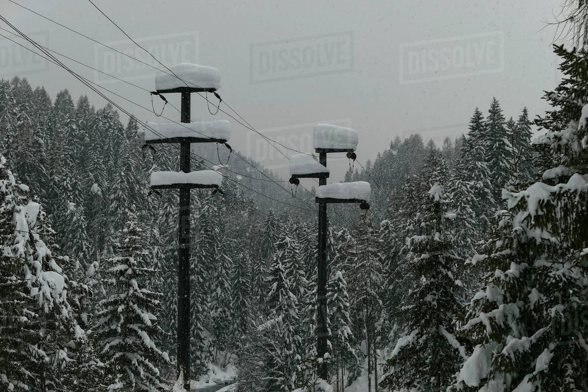 Snow covered trees and electricity poles in forest, Scuol, Canton of Grisons, Switzerland Royalty-free stock photo