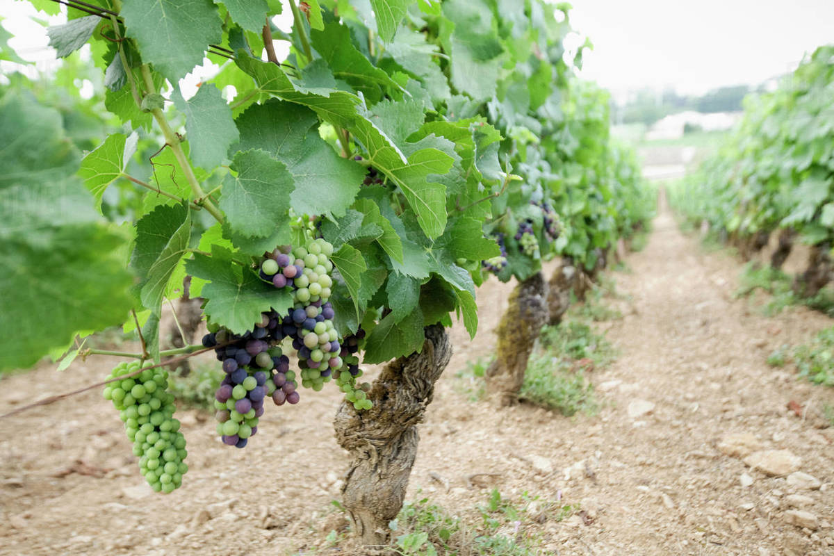 Wine grapes growing on vines in vineyard, Beaune, Burgundy, France Royalty-free stock photo