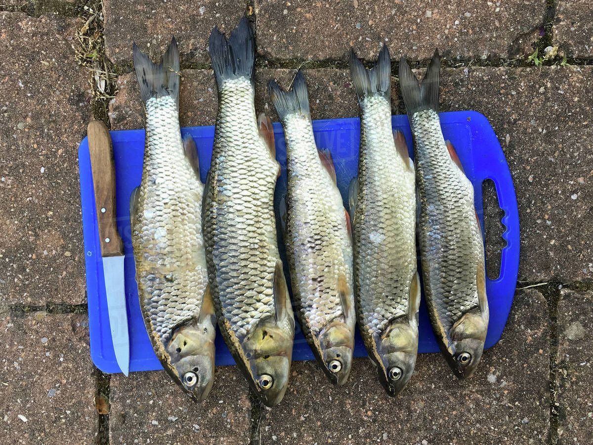 View from above chub carp fish in a row on cutting board with knife Royalty-free stock photo