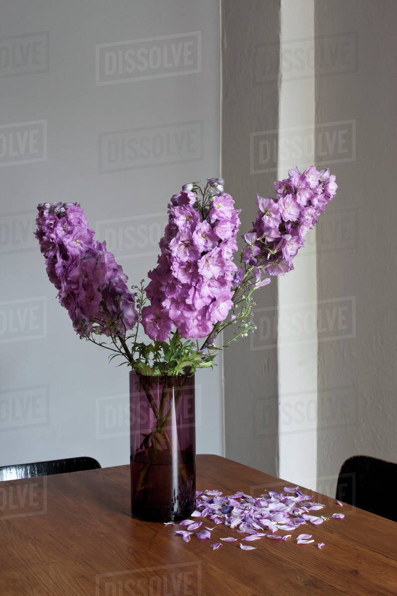 Purple Delphinium flowers dying and losing their petals Stock Photo